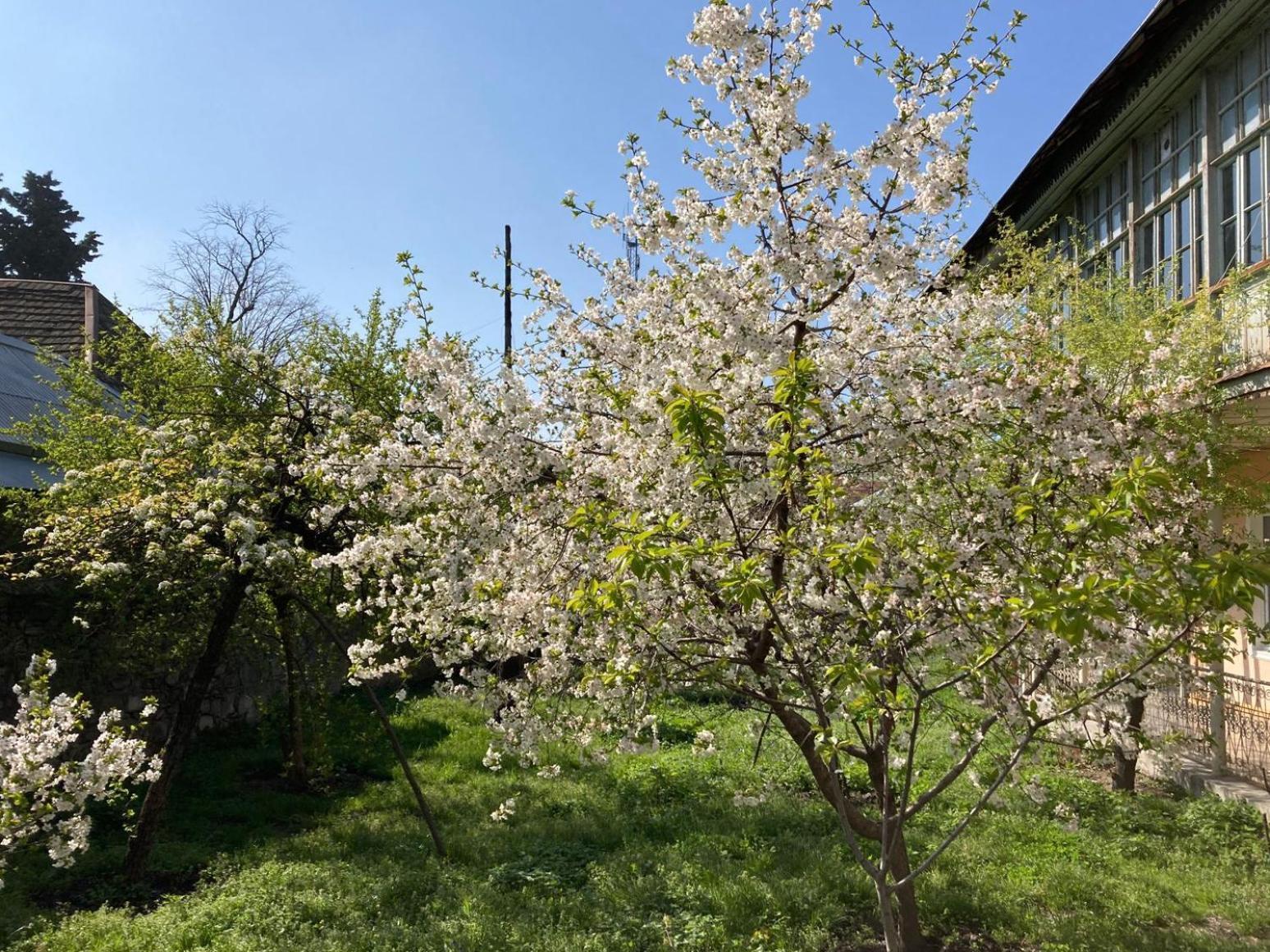 Nuray'S House Hotel Sheki Exterior photo